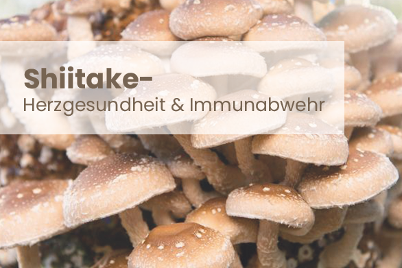 Die Kraft des Shiitake – Superfood fürs Immunsystem