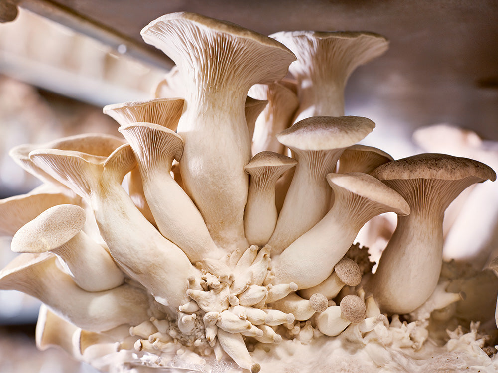 Vitalpilze aus Österreich – funktionelle Naturkraft