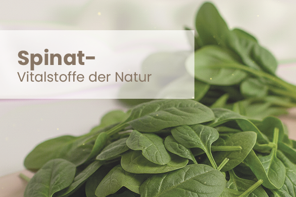 Spinat – Vitalstoffe aus der Natur