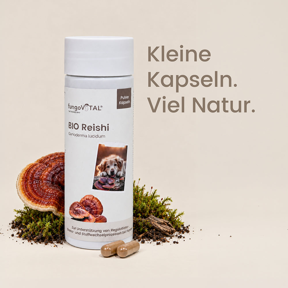 fungoVITAL BIO Reishi Pulver Kapseln
