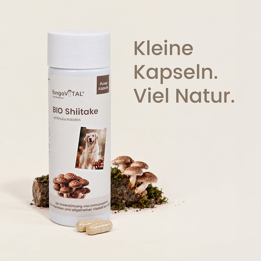 fungoVITAL BIO Shiitake Pulver Kapseln