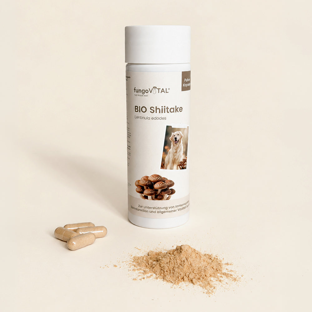 fungoVITAL BIO Shiitake Pulver Kapseln - Kapseln geöffnet