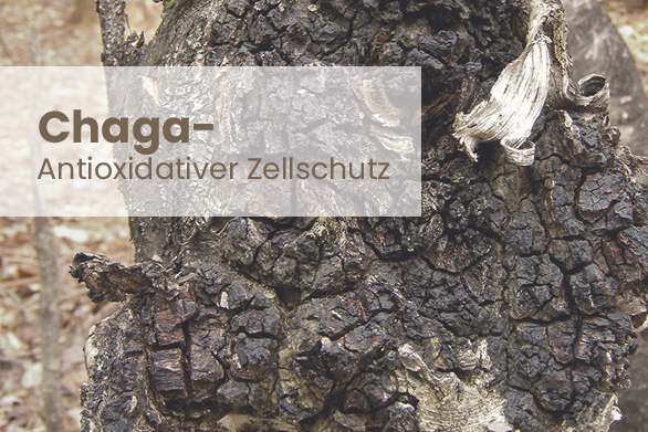 Chaga – Antioxidativer Zellschutz