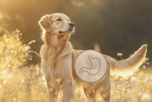 Mehr als nur Protein – ein Beitrag zur Darmgesundheit