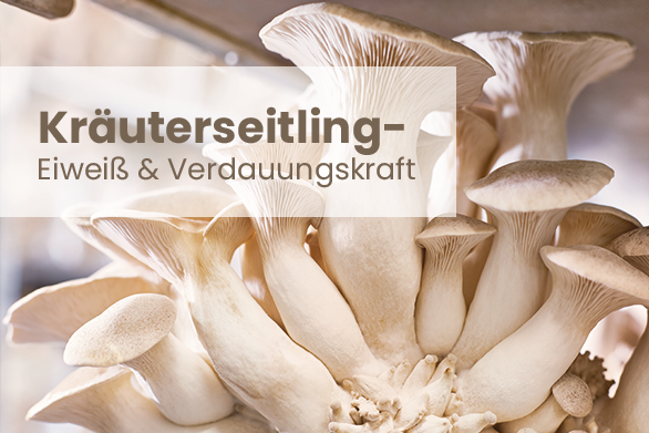 Kräuterseitling – Eiweiß & Verdauungskraft
