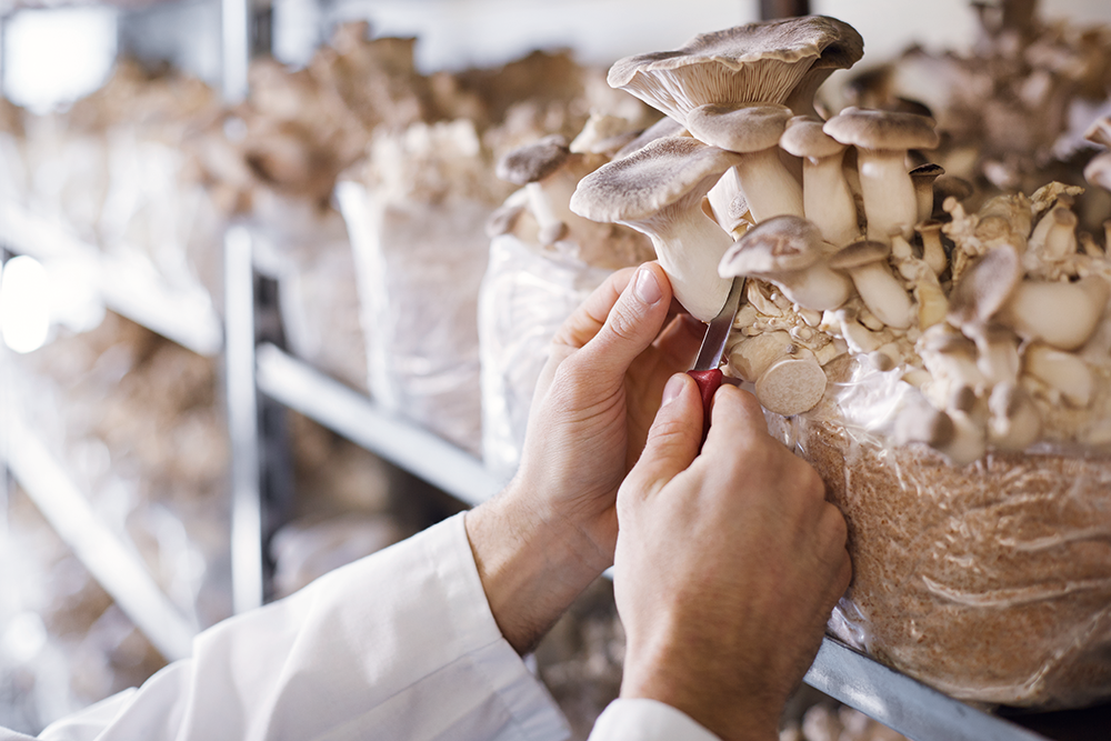 Nachhaltig handeln – mit jeder Mahlzeit