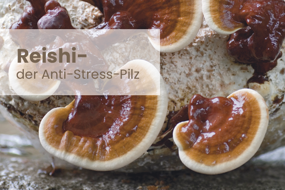 Reishi – Der Anti-Stress-Pilz