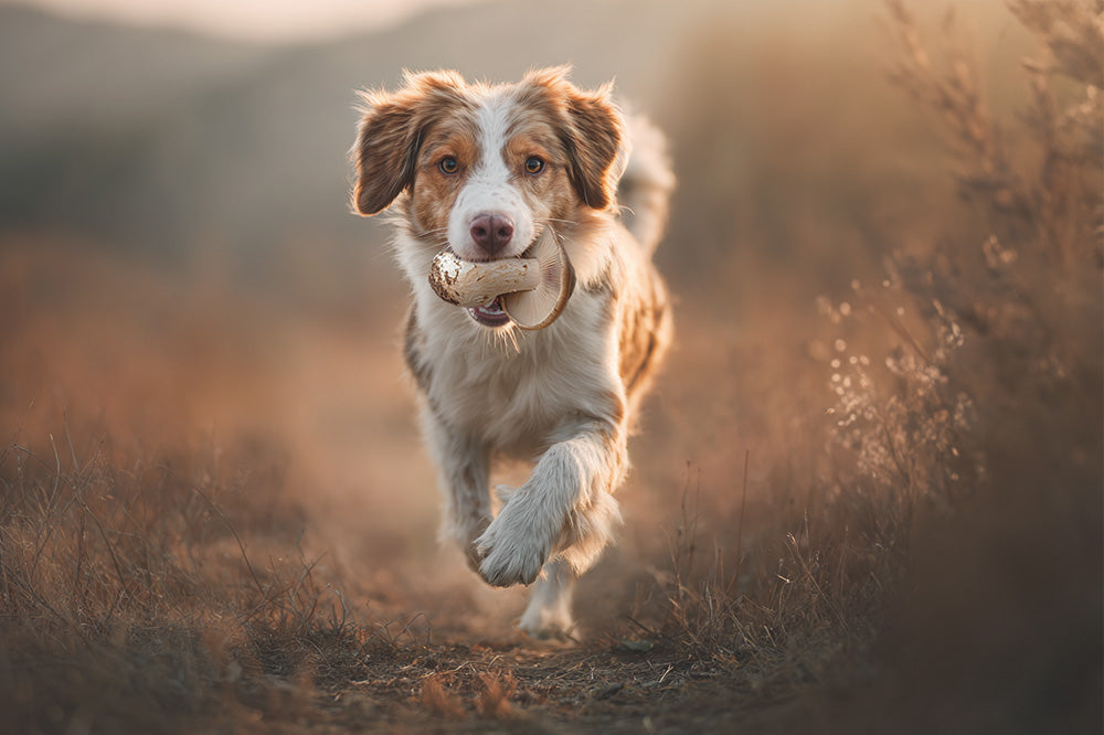 Regional, nachhaltig und tierleidfrei – aus Österreich